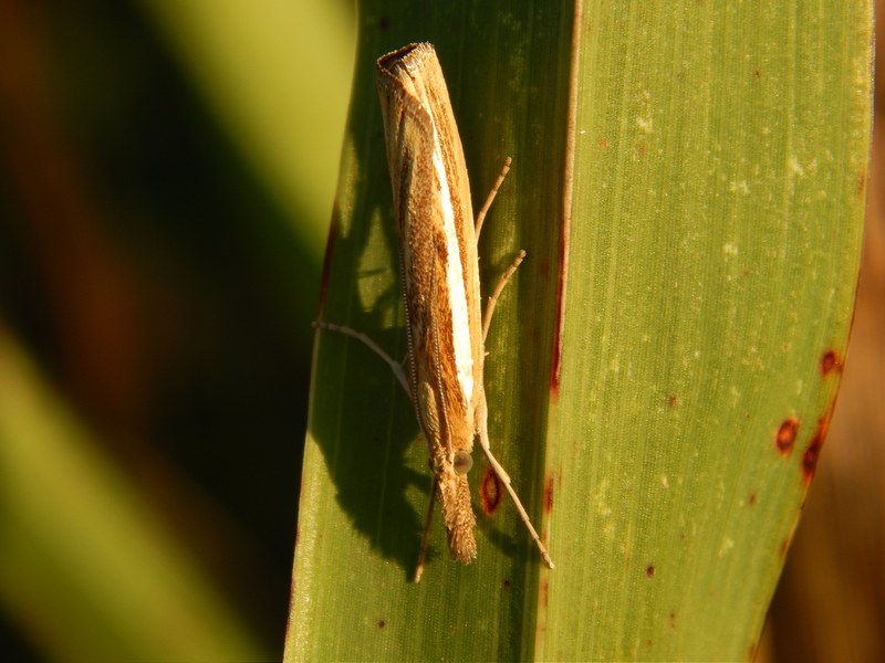 Agriphila tristella?